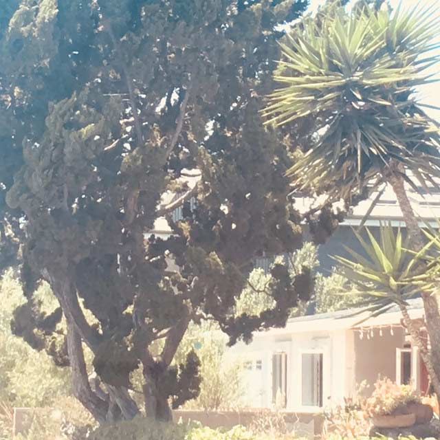 Lana Del Rey: Venice bitch - portada