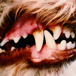 Lucius - portada mediana