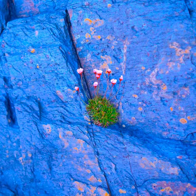 Caribou: You can do it - portada