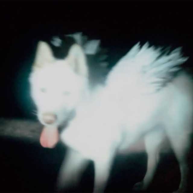 Fat Dog: Cancel me (I'm tired) - portada