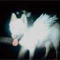 Fat Dog: Cancel me (I'm tired) - portada reducida