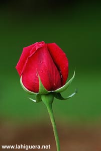 Una rosa es una rosa