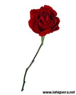 Una flor puede decir muchas cosas