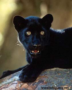 Leopardo negro africano