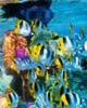 Bora Bora, un paraiso también bajo el agua