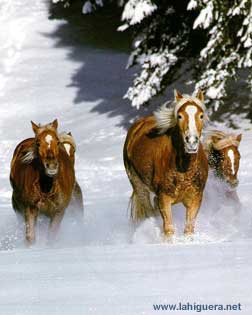 Caballos en la nieve