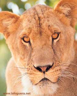 Cachorro de león