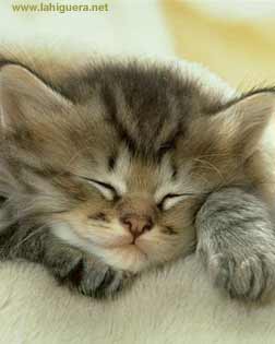Gatito durmiendo
