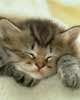 Gatito durmiendo