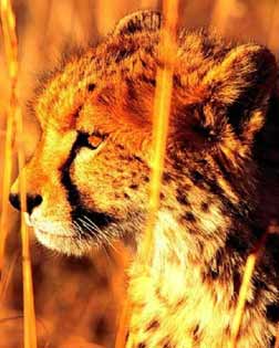 Guepardo, el más rápido