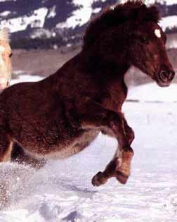 Caballos, vida en la nieve