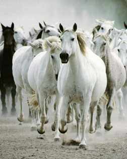 Caballos, trotando juntos