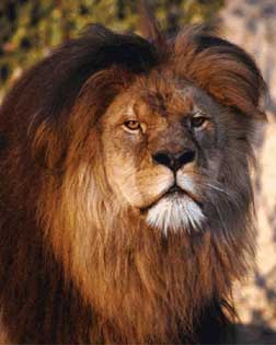 León, el rey de la selva