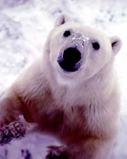 Oso blanco