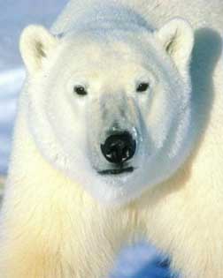 Oso blanco de las nieves