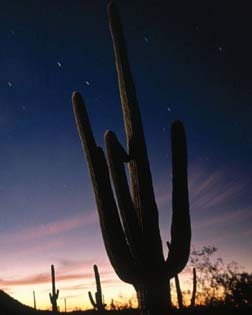Naturaleza en el desierto