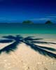 Playa, sombra de palmera