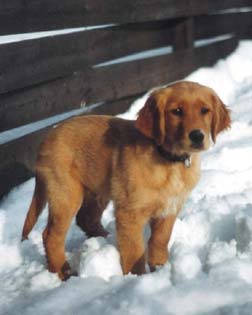 Perro, en la nieve