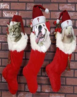 Perritos en los calcetines de Navidad